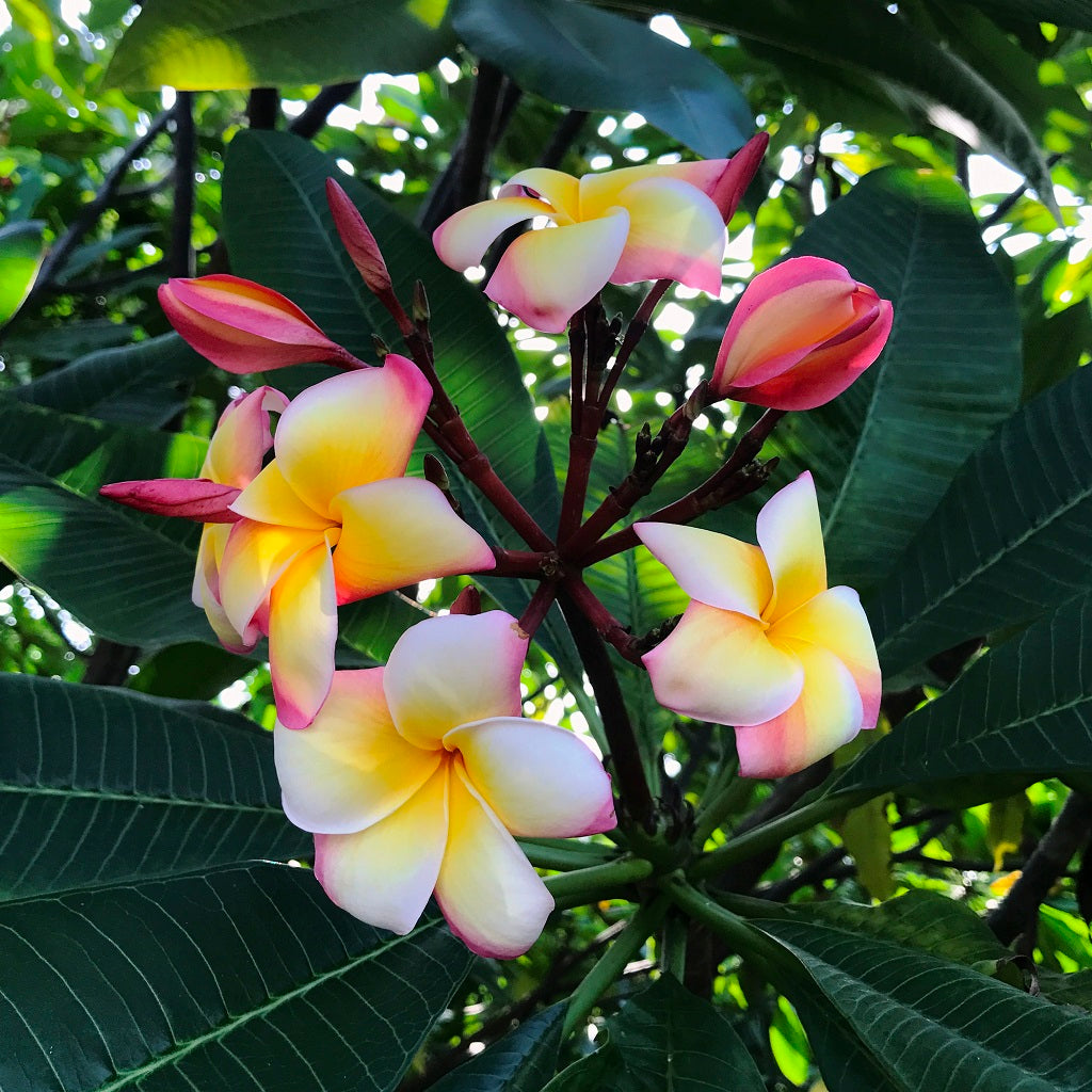  Plumeria Intense Rainbow Champa Plant