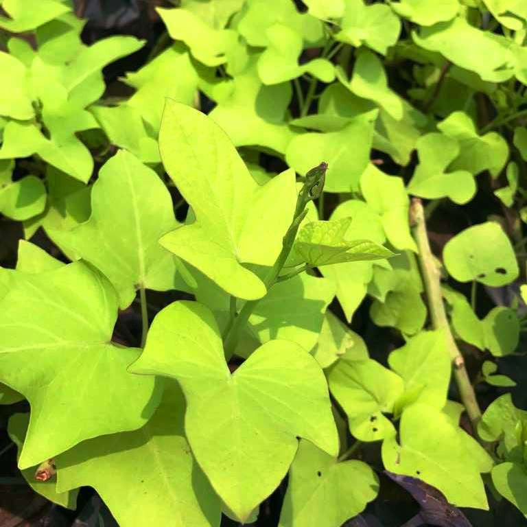  Ipomoea Batatas Margarita Plant