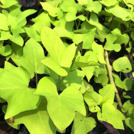  Ipomoea Batatas Margarita Plant