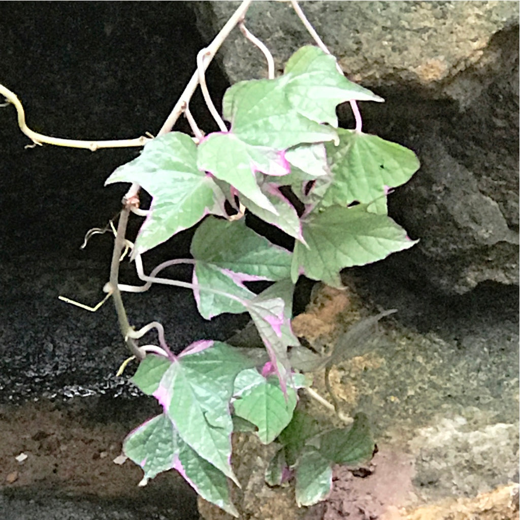  Ipomoea Batatas Pink Frost Vine Plant