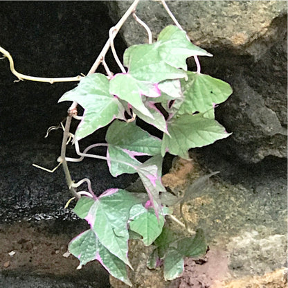  Ipomoea Batatas Pink Frost Vine Plant