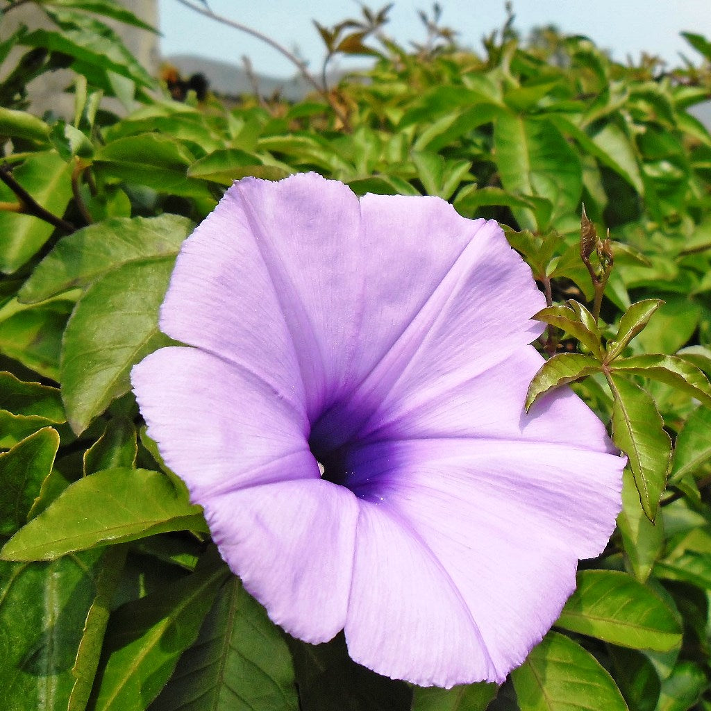  Ipomoea Cairica Plant