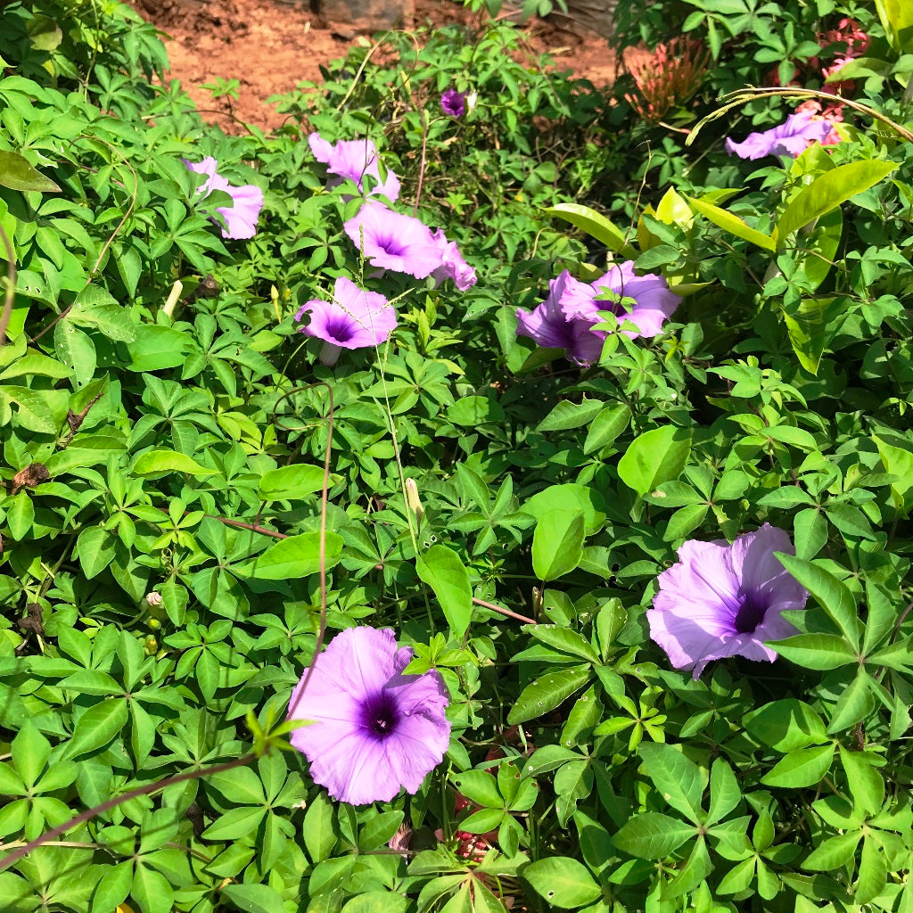  Ipomoea Cairica Plant