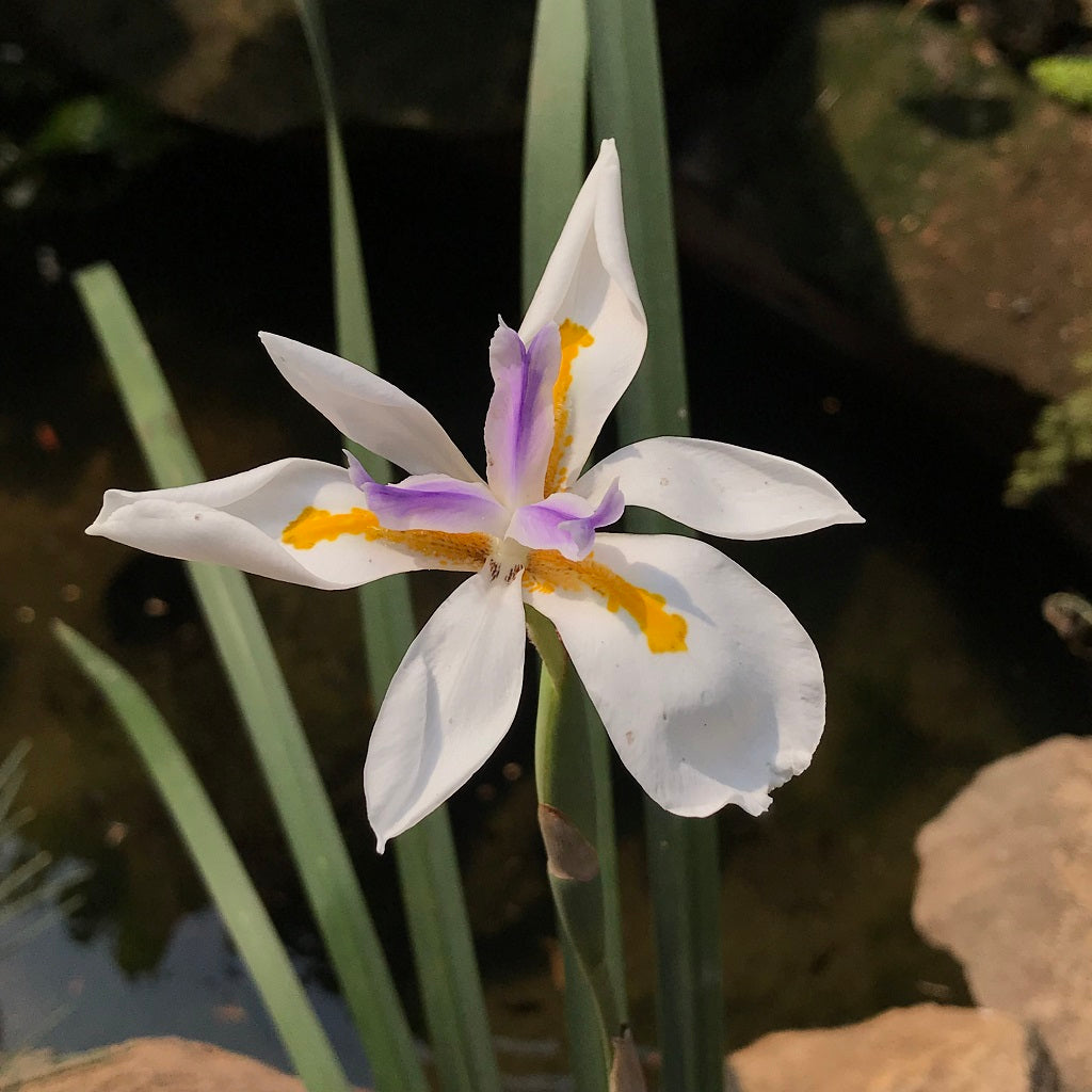  Iris Moraea Plant