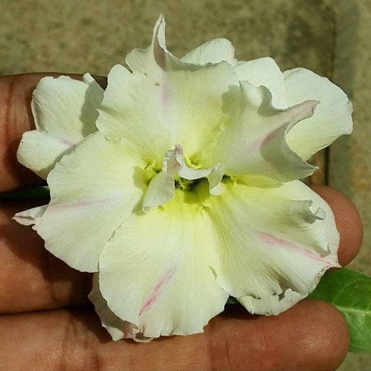  Ivory Whisper Adenium Plant