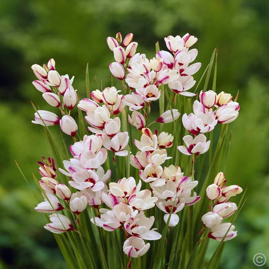  Ixia Giant White (Bulbs)