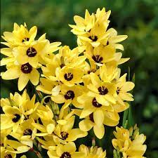  Ixia Yellow Emperor (Bulbs)