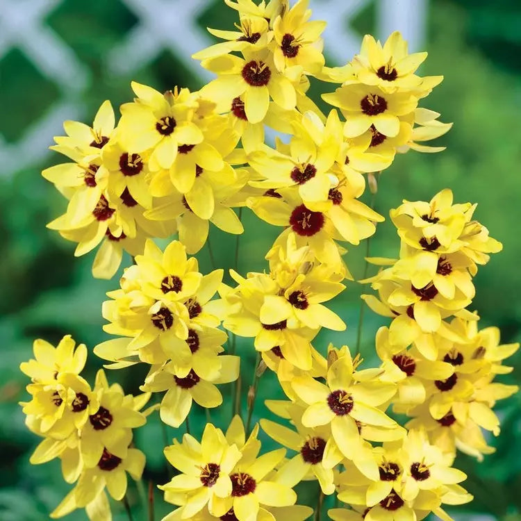  Ixia Yellow Emperor (Bulbs)