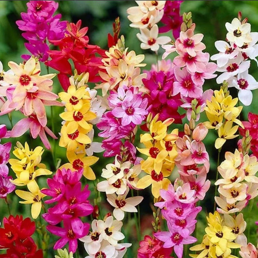  Ixia Mixed (Bulbs)