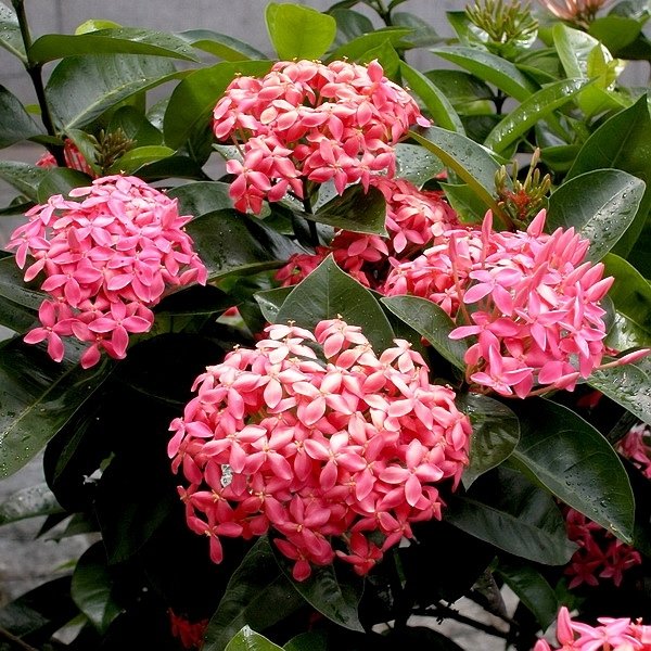  Ixora Coccinea Nora Grant Pink Plant