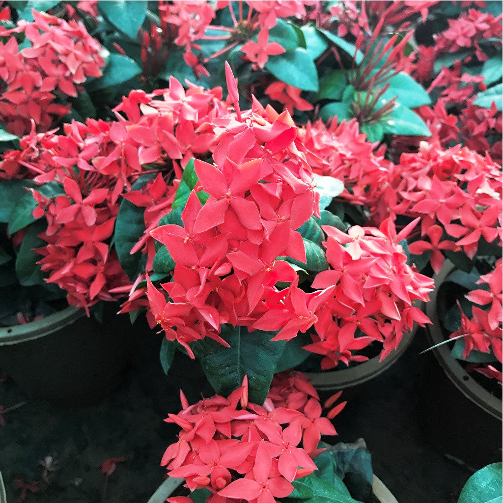  Jungle Flame Red Plant