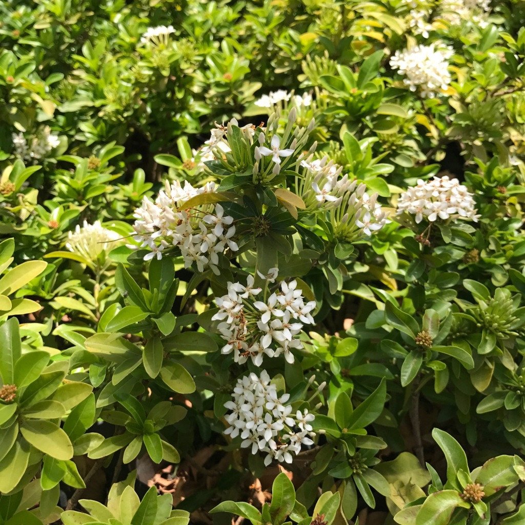  Ixora Dwarf White Plant