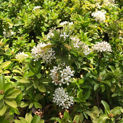  Ixora Dwarf White Plant