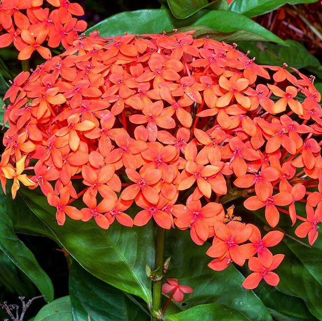  Ixora Coccinea Maui Red Plant