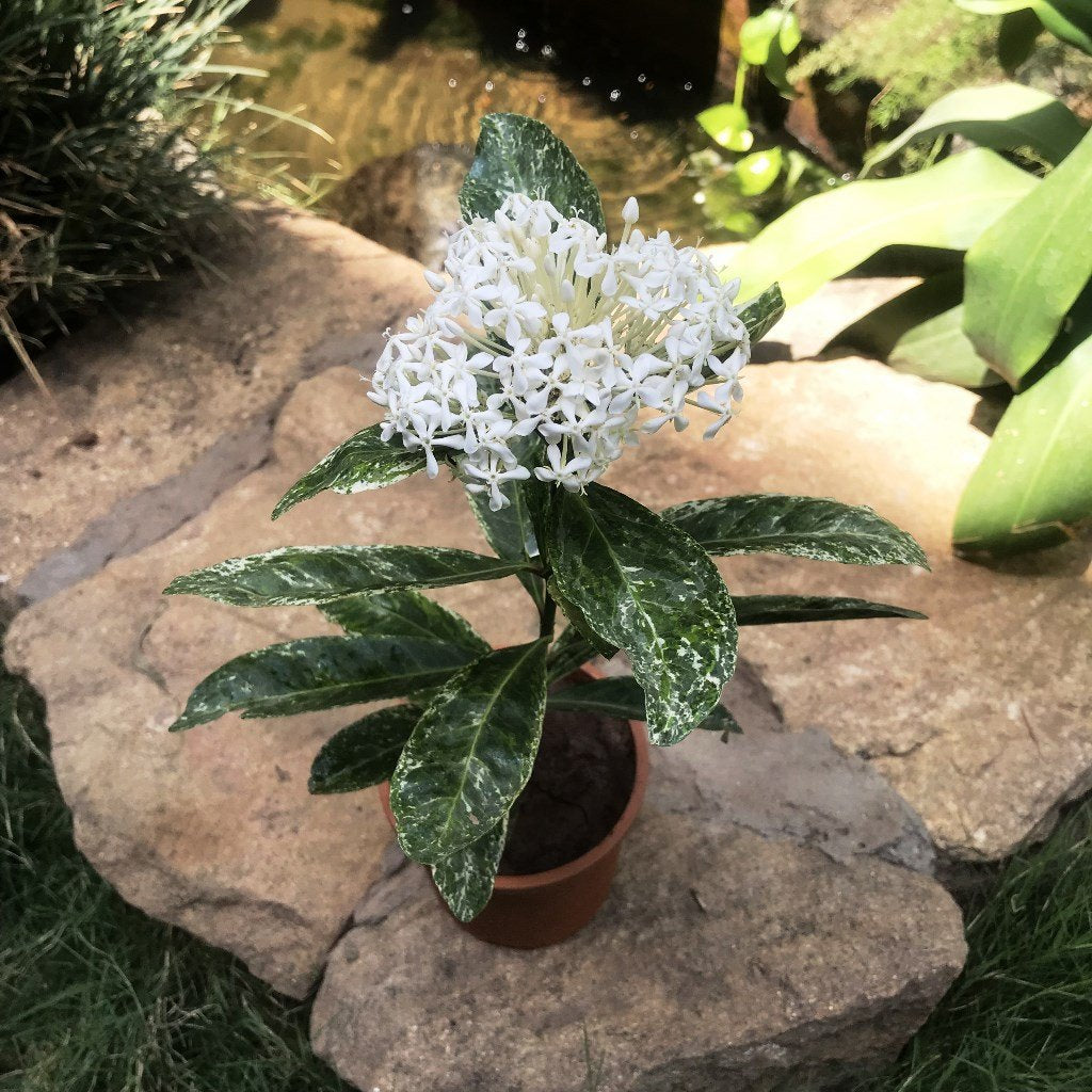  Ixora Parviflora Variegated Plant