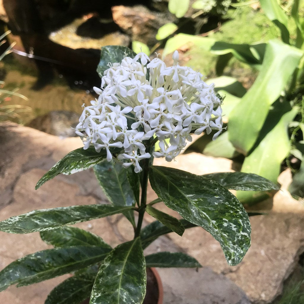  Ixora Parviflora Variegated Plant