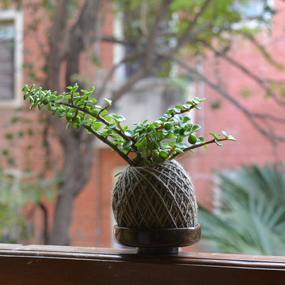  Kokedama Moss Ball Dwarf Jade Plant