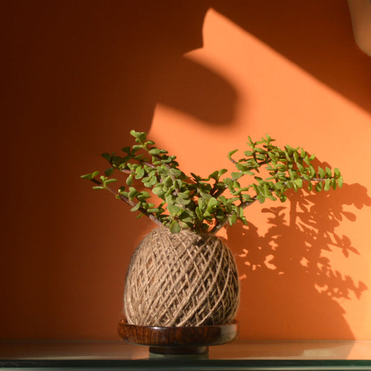  Kokedama Moss Ball Dwarf Jade Plant