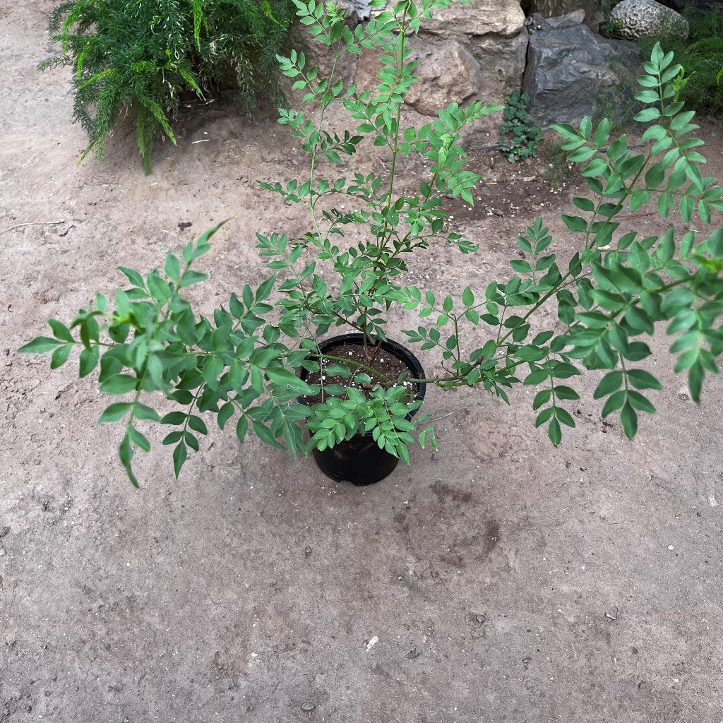  Jasminum Grandiflorum Chameli Plant