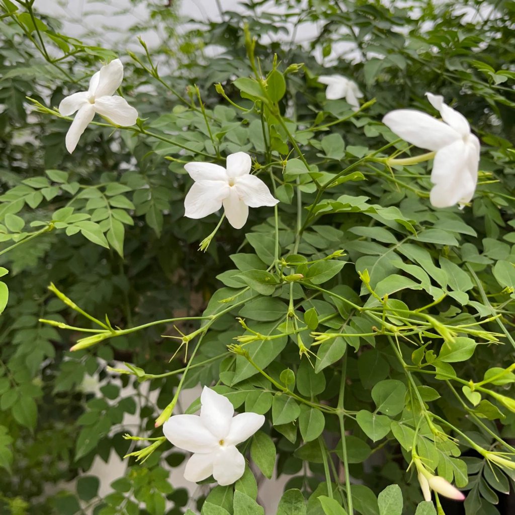  Jasminum Grandiflorum Chameli Plant