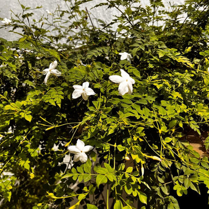  Jasminum Grandiflorum Chameli Plant