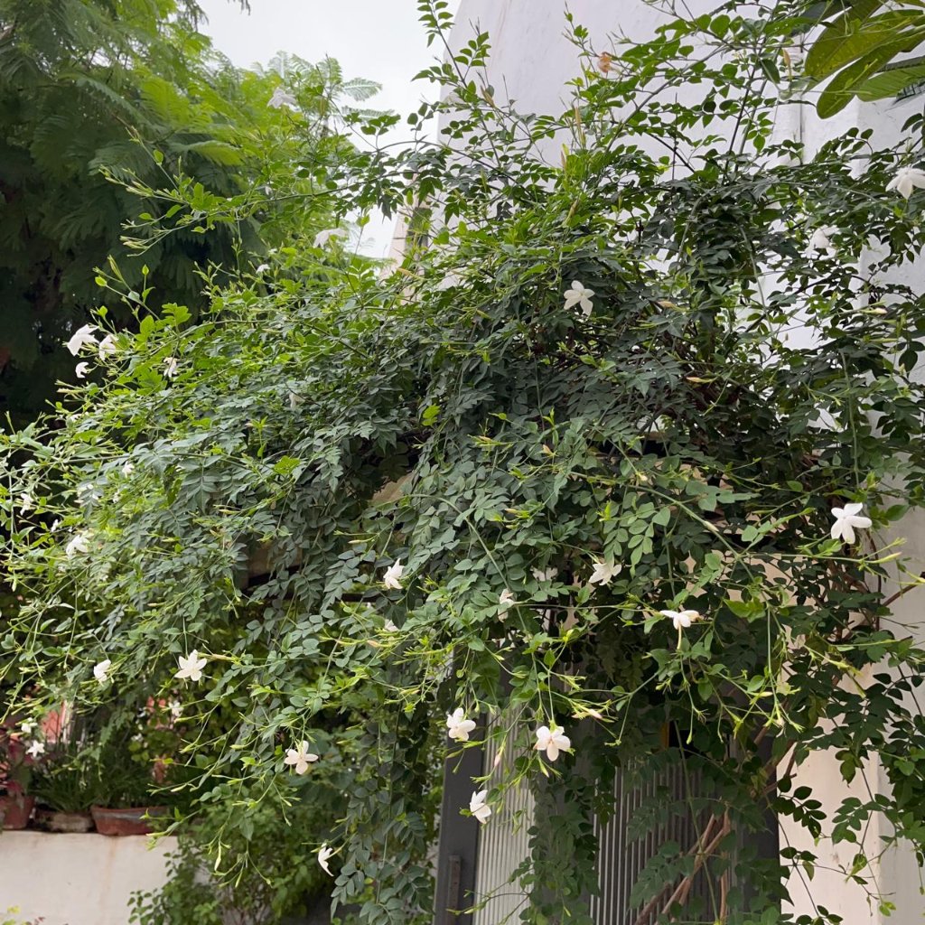  Jasminum Grandiflorum Chameli Plant