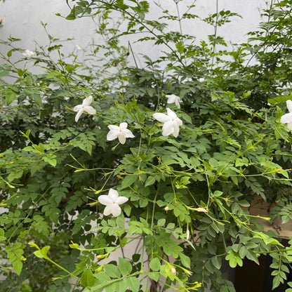  Jasminum Grandiflorum Chameli Plant