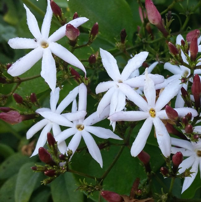  Jasminum Dichotomum Plant