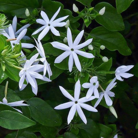  Jasminum Multiflorum Plant