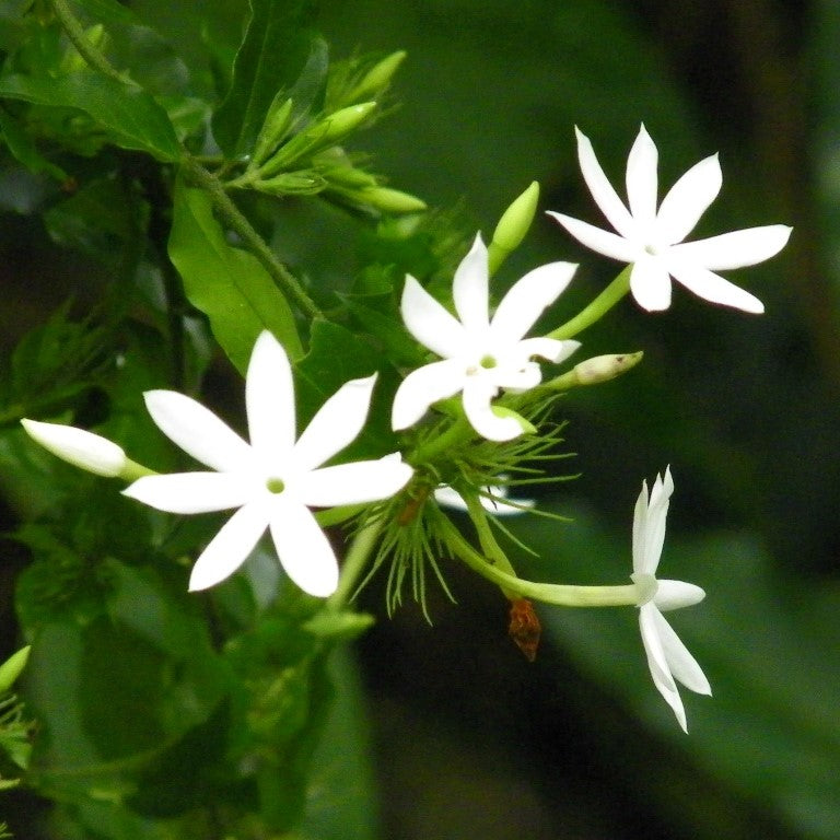  Jasminum Nervosum Plant