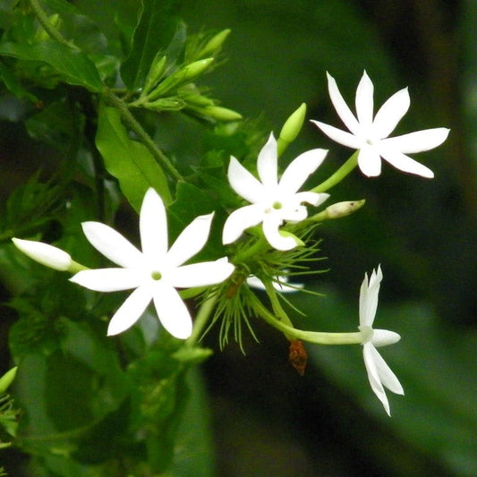  Jasminum Nervosum Plant