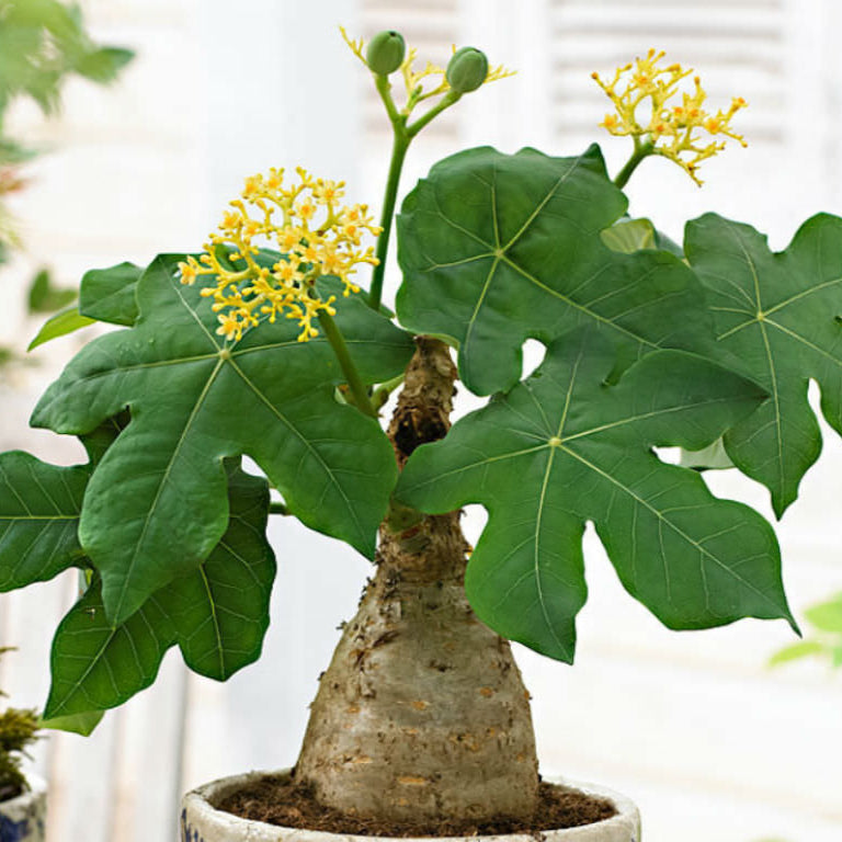  Jatropha Podagrica 'Compacta Yellow' Cactus Plant