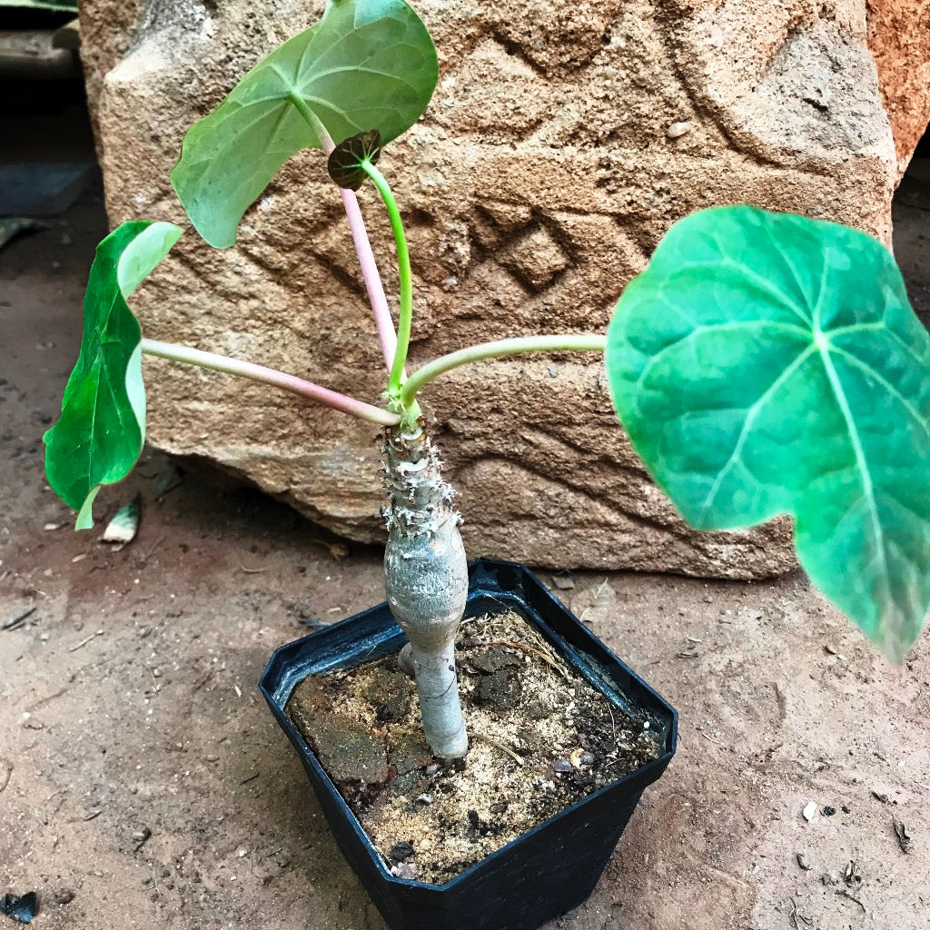  Jatropha Podagrica Compacta Cactus Plant