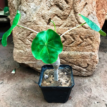  Jatropha Podagrica Compacta Cactus Plant
