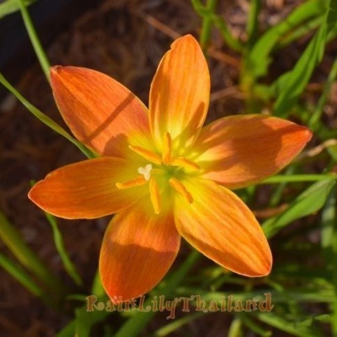 Rain Lily 'Java' (Bulbs)