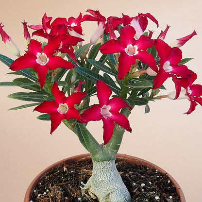  Jester Flock Adenium Plant