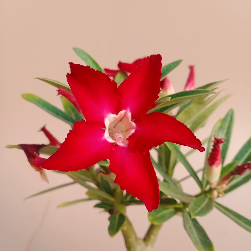  Jester Flock Adenium Plant