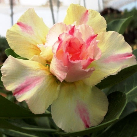  Joreon Porn Adenium Plant