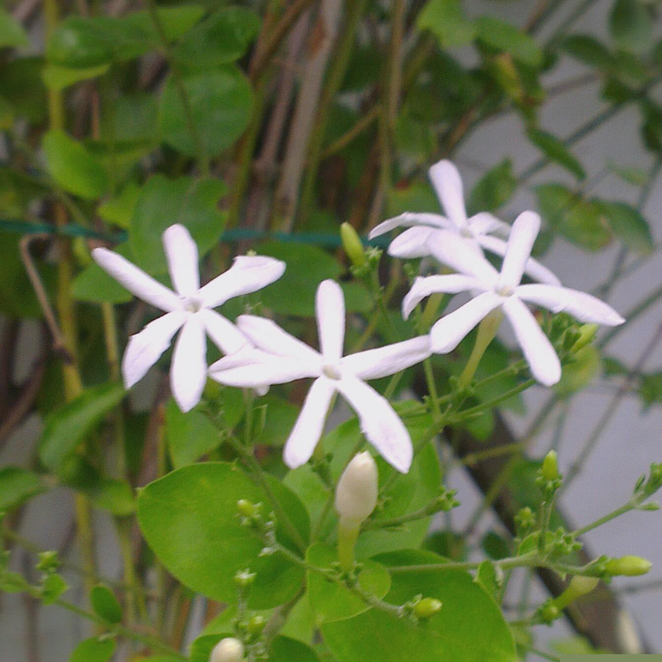  Jasmine Auriculatum Juhi Plant