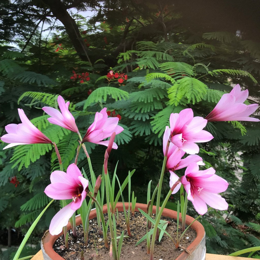  Rain Lily 'Jumbo' (Bulbs)