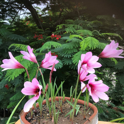  Rain Lily 'Jumbo' (Bulbs)