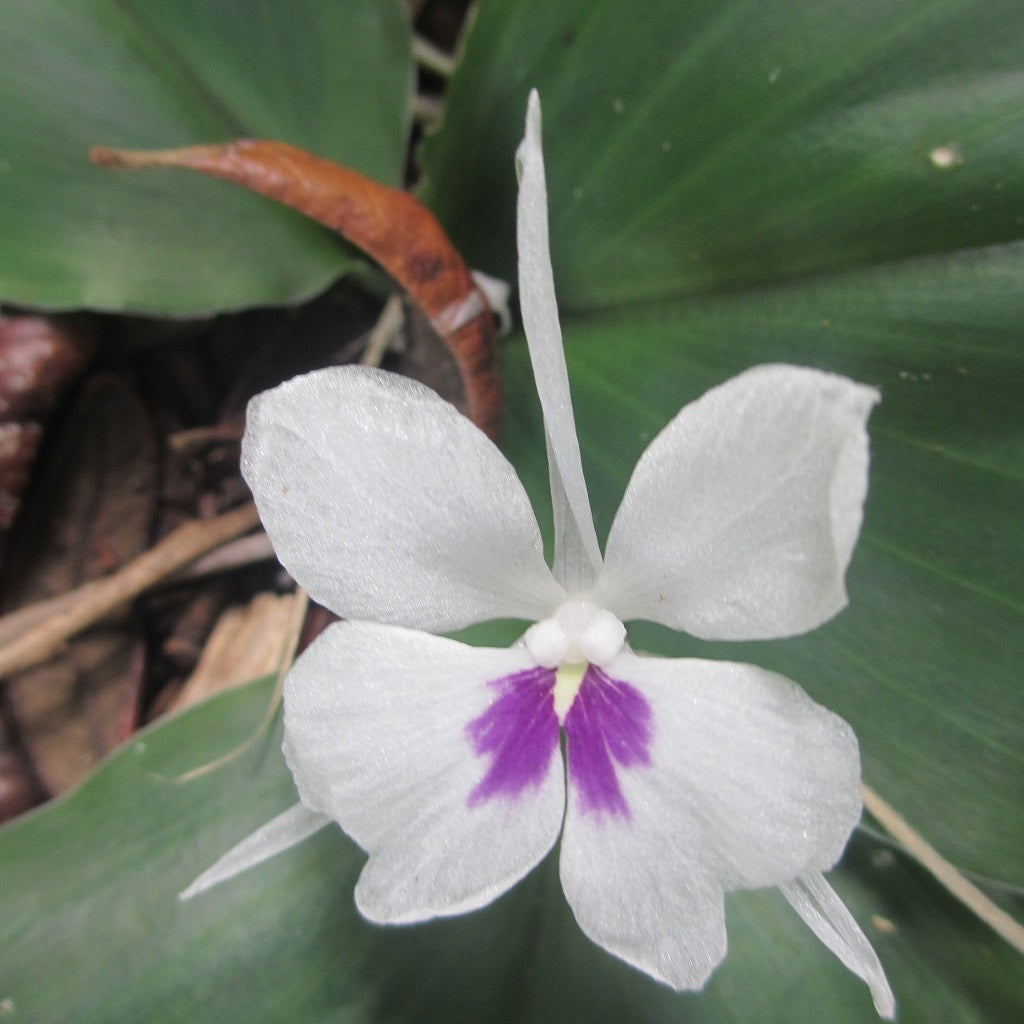  Kaempferia Galanga Sand Ginger Plant
