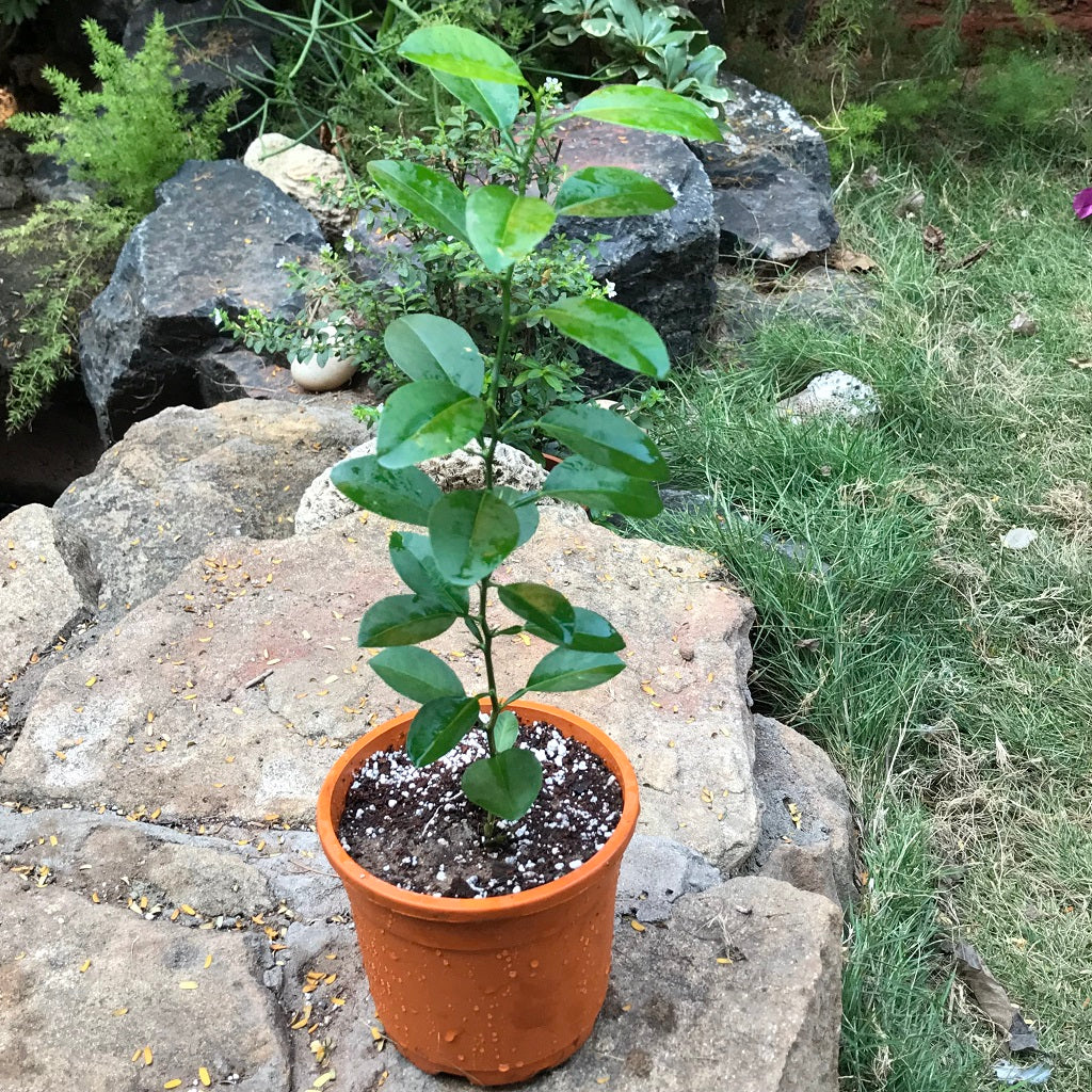  Citrus Lemon Tissue Culture Plant