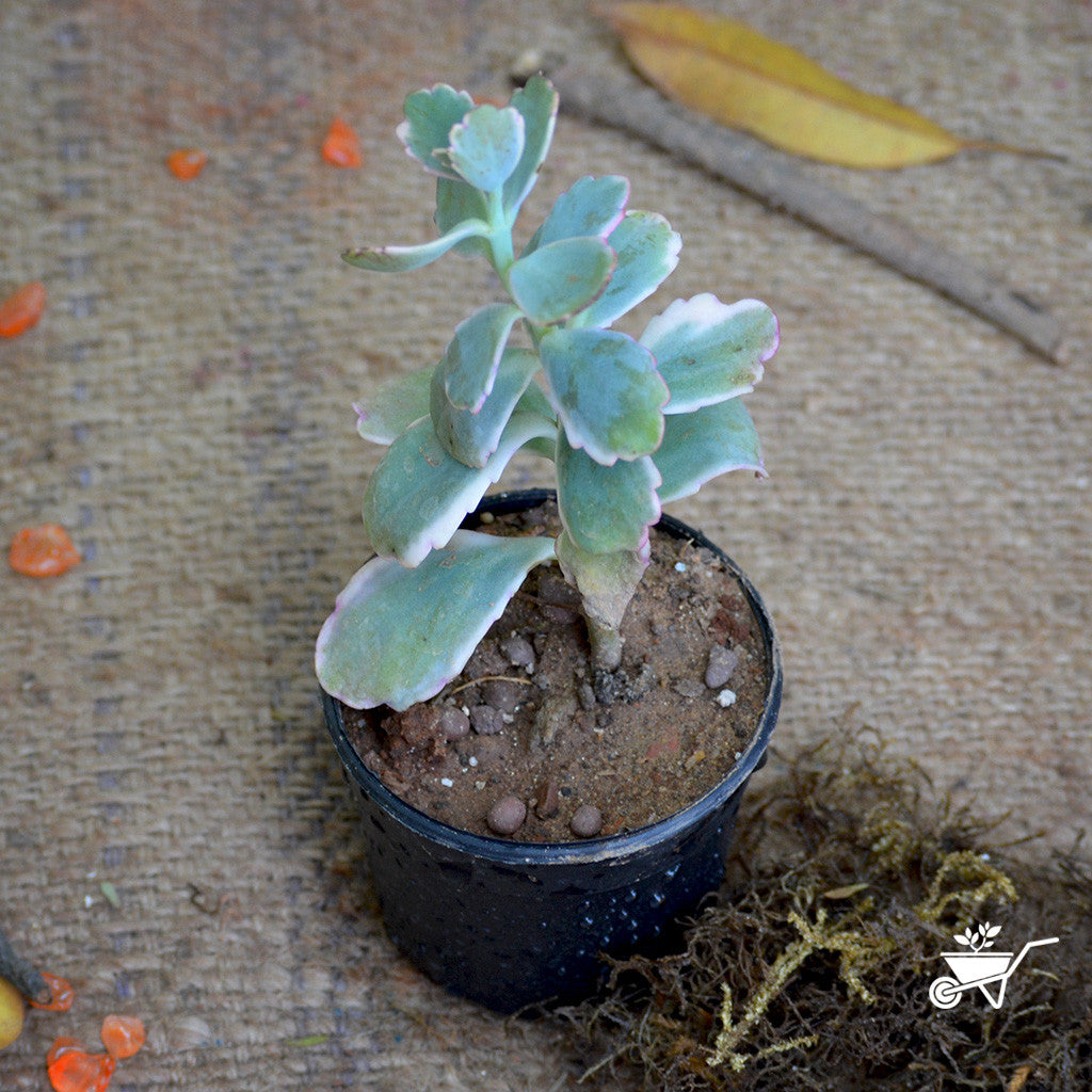  Kalanchoe Fedtschenkoi Variegata Succulent Plant