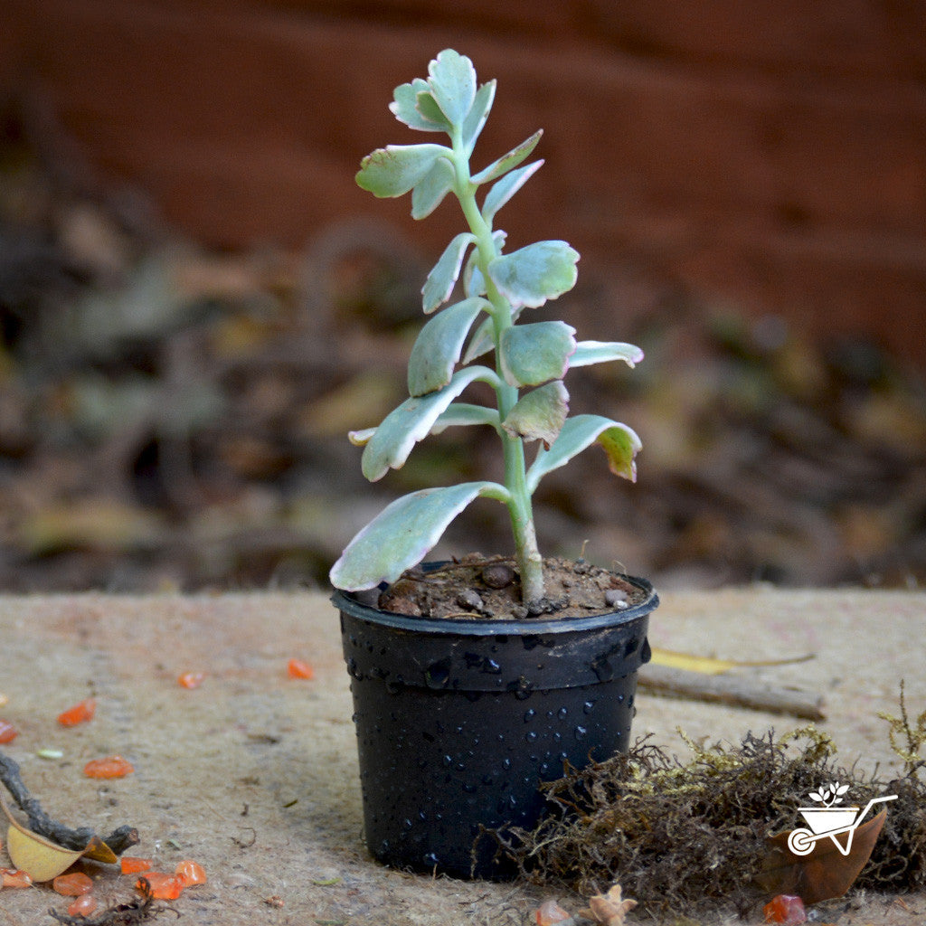  Kalanchoe Fedtschenkoi Variegata Succulent Plant