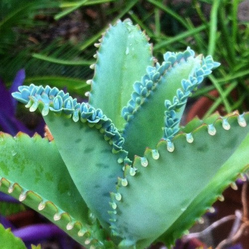  Kalanchoe Laetivirens Mother Of Millions Succulent Plant