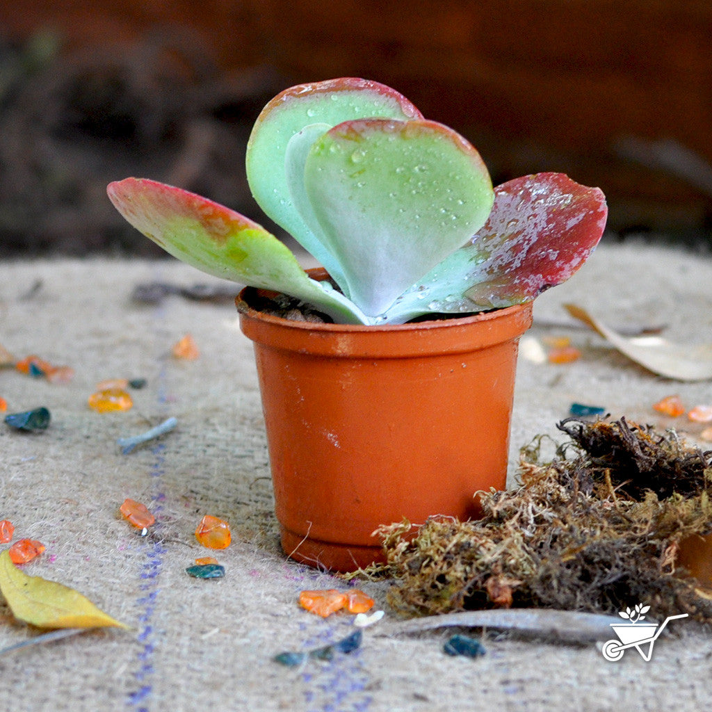  Kalanchoe Luciae Cotyleden Succulent Plant