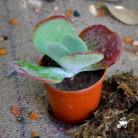  Kalanchoe Luciae Cotyleden Succulent Plant