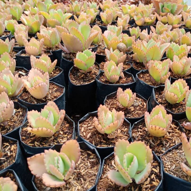  Kalanchoe Pinnata Patharchatta Succulent Plant