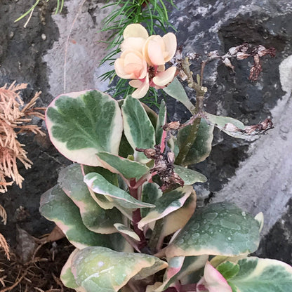  Kalanchoe Fedtschenkoi Variegata Succulent Plant